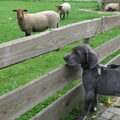 Beesten boel