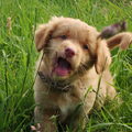 Nova Scotia Duck Tolling Retriever