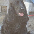 Engelse Cocker Spaniel