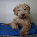 Lagotto Romagnolo
