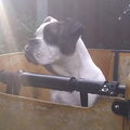 Old English Bulldog