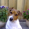 Jack Russell Terrier