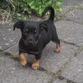 Jack Russell Terrier