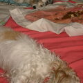Jack Russell Terrier