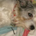 Jack Russell Terrier