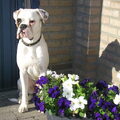 Boxer