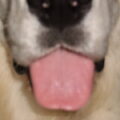Closeup van Jive