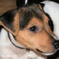 Jack Russell Terrier