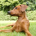 Duitse Pinscher