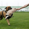 Dogo Canario