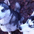 Siberische Husky