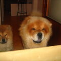 Chow chow