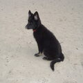 Oud Duitse Herdershond
