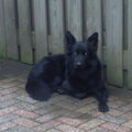 Oud Duitse Herdershond