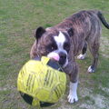 Old English Bulldog