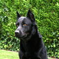 Beauceron