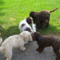 Lagotto Romagnolo