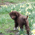 Lagotto Romagnolo