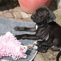 Engelse Pointer