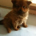 Keeshond, Dwerg