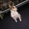 Jack Russell Terrier