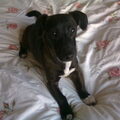 Jack Russell Terrier