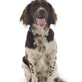 Engelse Springer Spaniel