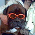 Boxer