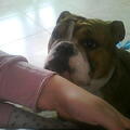 Engelse Bulldog