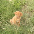 Bordeauxdog