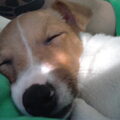 Jack Russell Terrier