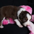 Eye of O`Shaydee Border Collies