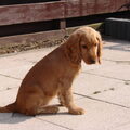 Engelse Cocker Spaniel