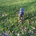 Duitse Dog