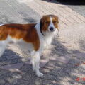 Kooikerhondje
