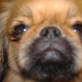 Pekingees