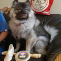 Keeshond, Grijze