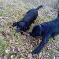 Flat Coated Retriever