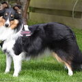 Sheltie