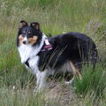 Sheltie