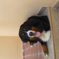Berner Sennenhond