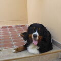 Berner Sennenhond