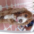 Engelse Cocker Spaniel