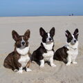 Welsh Corgi Cardigan