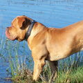 Bordeauxdog