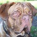 Bordeauxdog