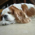Cavalier King Charles Spaniel
