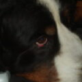 Berner Sennenhond