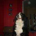 Berner Sennenhond