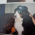 Berner Sennenhond